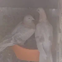 یک جفت جوجه سبز ویک جفت کبوترصده ای|پرنده|شهرضا, |دیوار