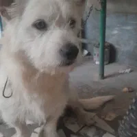 فروش سگ تریر|سگ|بابل, |دیوار