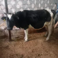 گاو|حیوانات مزرعه|نظر کهریزی, |دیوار