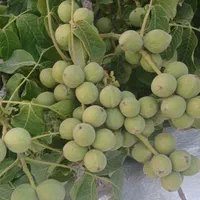 شخم وخدمات باغداری نوین الموت|خدمات باغبانی و درختکاری|قزوین, |دیوار