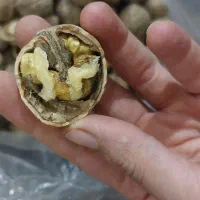 گردو خوش طعم|خوردنی و آشامیدنی|جم, |دیوار