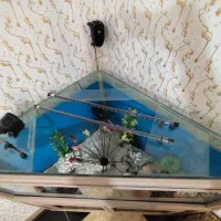 اکواریوم|ماهی|مریوان, |دیوار