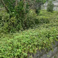 قطع درخت و علفتراشی متراژ بالا پذیرفته میشود|خدمات باغبانی و درختکاری|خرم‌آباد (تنکابن), |دیوار