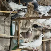 کفتر پرش بازی به شرط همه کفتر دارم به جز طوقی|پرنده|کهنوج, |دیوار