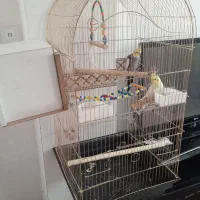 عروس هلندی نر و ماده