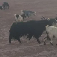 نر بز|حیوانات مزرعه|هندمینی, |دیوار