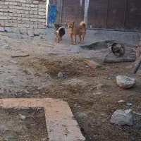 سگ پامر روباهی نر کبوتر مرغ