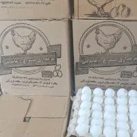 پخش تخم مرغ ،کلوچه،آبمیوه،قندبه قیمت عمده|فعالیت داوطلبانه تحقیقاتی|ارومیه, |دیوار