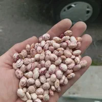 فروش حبوبات خرده|خوردنی و آشامیدنی|رشت, انصاری|دیوار