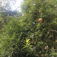 فروش زمین روستای نمازگاه