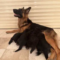 سگ ژرمن|سگ|رودهن, |دیوار