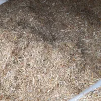 کاه سیاه دانه وعدس