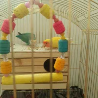 طوطی برزیلی