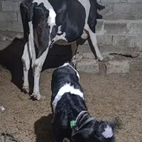 گاو با گوساله نر|حیوانات مزرعه|تیمور آباد, |دیوار