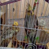 ۵ عدد عروس هلندی|پرنده|تنکابن, |دیوار