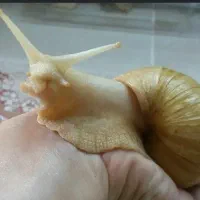 بچه حلزون فقط ۵۰هزار تومن