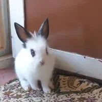 خرگوش