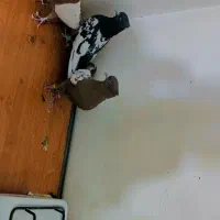 سینه سرخ کله زرد کله سفید دم سفید دم سیاه|پرنده|مشهد, شیرودی|دیوار