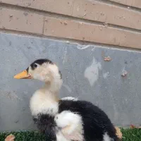 ۲ جوجه اردک نر و ماده
