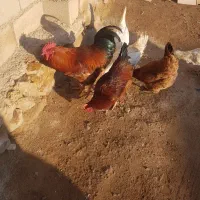 خروس گوشتی و چند عدد مرغ محلی|حیوانات مزرعه|ماکو, |دیوار