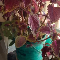 گل های طبیعی زیبا|گل و گیاه طبیعی|دشتابی, |دیوار