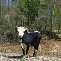 گاو نر ورزا کوله چالوسی