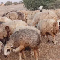 ۳۰راس میش داشتی ابستن