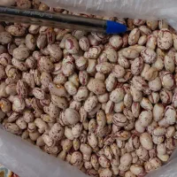 لوبیا چیتی (ایرانی)