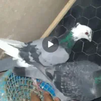 کفتر دوزدیده شده|حیوانات|قائن, |دیوار