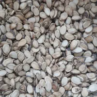 تخمه هندوانه