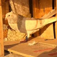 رنگی قیمت مناسب|پرنده|قم, انسجام|دیوار