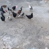 مرغ   گپی ریشو کاکلی|حیوانات مزرعه|زاگرس, |دیوار