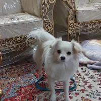 سگ پامر اشپیتز روباهی|سگ|ری, فیروزآباد|دیوار