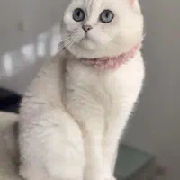 گربه اسکاتیش وارداتی شجره دار ماده