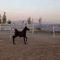 کره مادین کرد