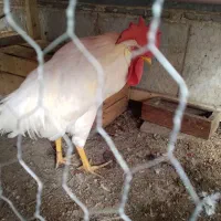 حیوانات مزرعه