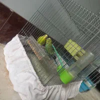 مرغ عشق نژاد دار بالغ|پرنده|اصفهان, ارداجی|دیوار