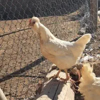 تخم مرغ گلین