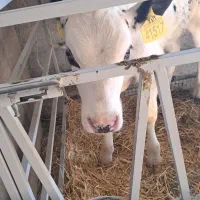 فروش مستقیم گوساله قطع شیر و شیرخوار  هولشتاین