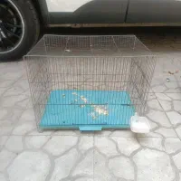 قفس عروس هلندی و طوطی لونه عروس
