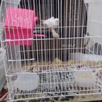 دوعدد فنچ به همراه قفس