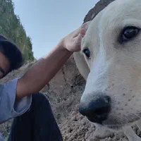 سگ دو رگه پدر عراقی مادر افغان