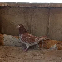 کفتر دوتا ماده انگلیسی|پرنده|ری, سرتخت|دیوار