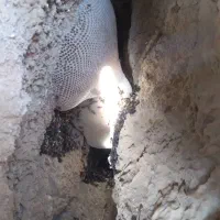 عسل|حراج|فولادشهر, B1|دیوار