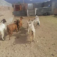 فروش 5تابز 4تابزغاله نر یک بزغاله ماده