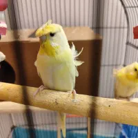 یک جفت مرغ عشق پروانه ای