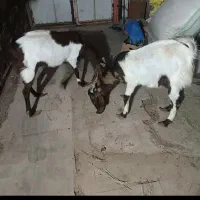 دوتا بز پاکستانی