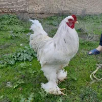 معاوضه کبوتر با جوجه برهما(خروس و مرغ)