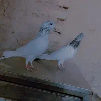 جفت کبوتر تیر ماه تیدی پرشی خون خالص