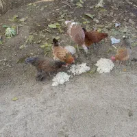 فروش 5عدد مرغ تخم گذار.یک عدد خروس.سه عدد بغلمون|حیوانات مزرعه|اشترینان, |دیوار